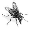 Historia de la mosca de 70 años